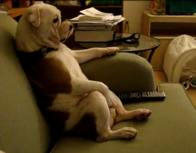 bulldog watches TV