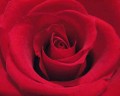 red rose love gift