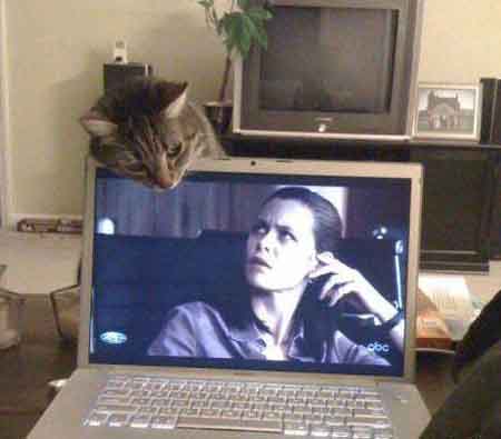 cat and monitor 