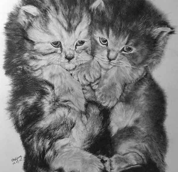 kittens pencil drawings