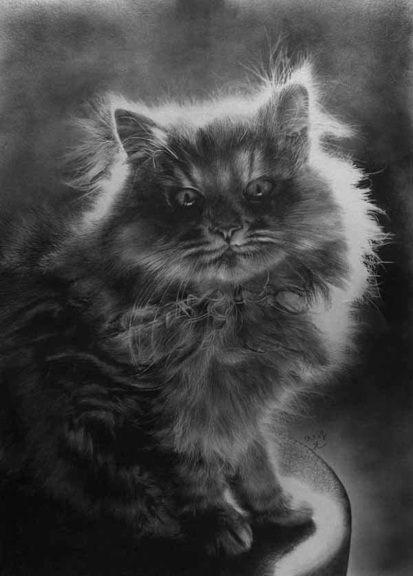 cat realistic pencil drawings