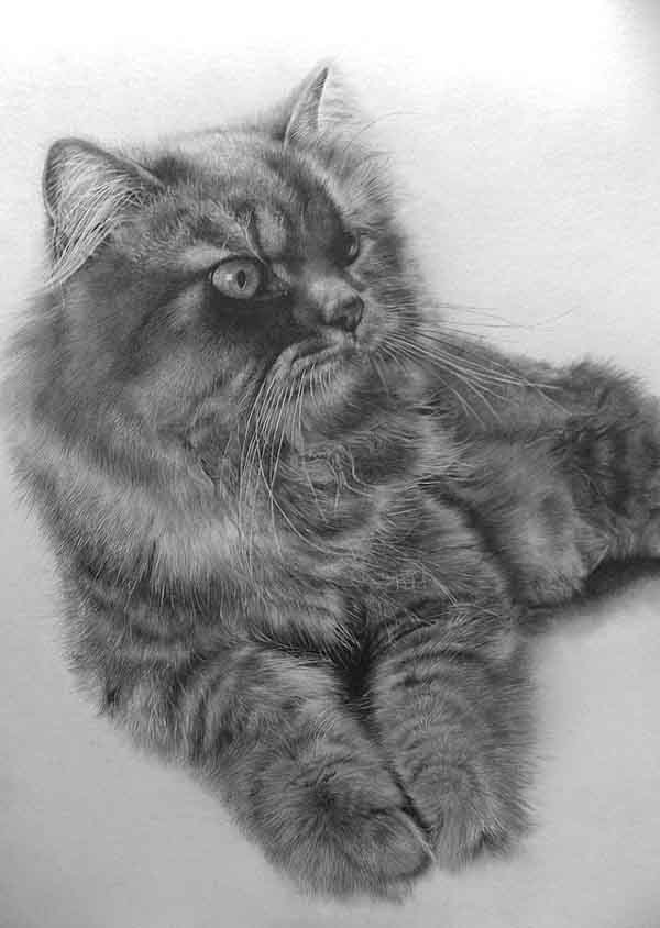 amazing pencil drawings of animals