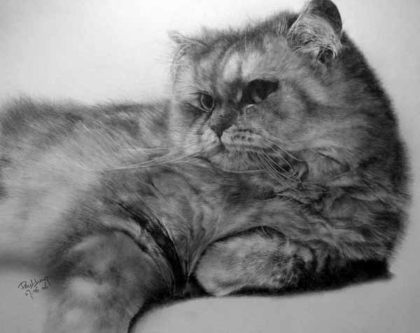 amazing cat pencil drawing